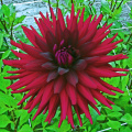 Dahlia ' CHAT NOIR '   (M.S.C.) (Black Cat)  Lammerse  NL  1985    Geerlings Dahlias, Holland 2008  (David Brown)